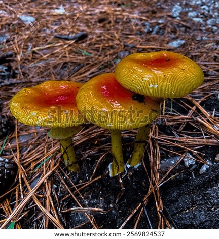 Image, Stock Photo three mushrooms grow on a moss-covered tree trunk in the forest