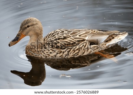 Similar – Image, Stock Photo Mallard duck floating in river water