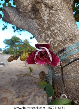 Similar – Foto Bild Menschenleerer Strand in Rio de Janeiro, Brasilien