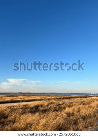 Similar – Image, Stock Photo Straw, golden against blue background