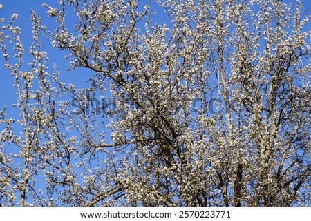 Similar – Image, Stock Photo spring awakening, tree in backlight