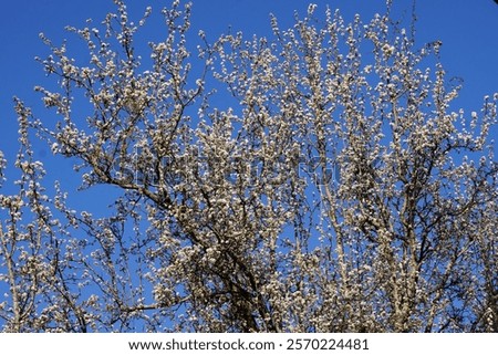Image, Stock Photo spring awakening, tree in backlight