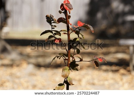 Similar – Image, Stock Photo spring awakening, tree in backlight