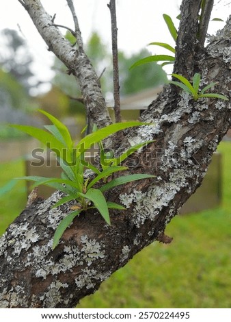 Similar – Image, Stock Photo spring awakening, tree in backlight