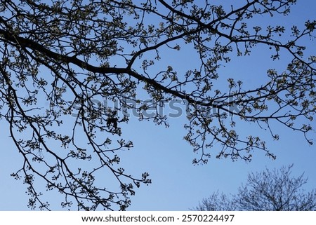 Similar – Image, Stock Photo spring awakening, tree in backlight
