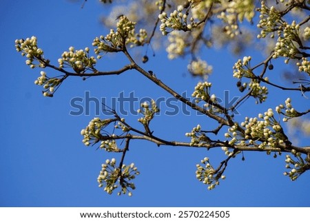 Similar – Image, Stock Photo spring awakening, tree in backlight