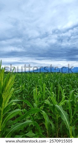 Similar – Foto Bild Ländliches Feld unter bewölktem Himmel mit Sonnenstrahlen