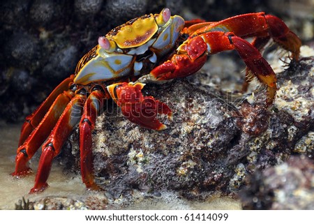 Similar – Image, Stock Photo Red cliff crab in the Galapagos Islands