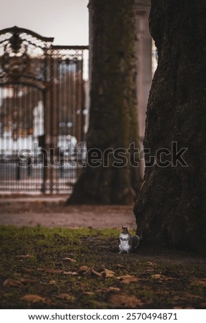 Similar – Image, Stock Photo Tree trunk with its annual rings