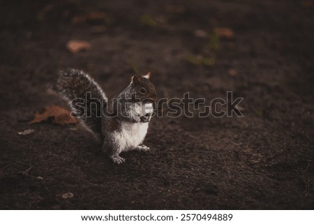 Similar – Image, Stock Photo Tree trunk with its annual rings