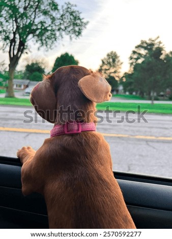 Similar – Image, Stock Photo Dachshund in window Puppy