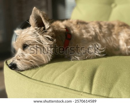 Similar – Foto Bild Terrier sleeping contentedly on a high stack of cozy pillows