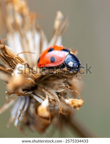 Similar – Foto Bild Marienkäfer auf einem trockenen Ast eines Baumes. Kleine rote Insekten auf trockener Pflanze. love and meet concept