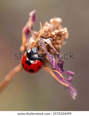 Similar – Foto Bild Marienkäfer auf einem trockenen Ast eines Baumes. Kleine rote Insekten auf trockener Pflanze. love and meet concept