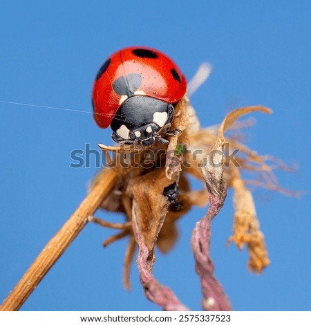 Similar – Foto Bild Marienkäfer auf einem trockenen Ast eines Baumes. Kleine rote Insekten auf trockener Pflanze. love and meet concept