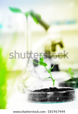 Genetically modified plant tested in petri dish .Ecology laboratory.
