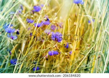 cornflower flower blooms and wheat ears in early morning sun light.
