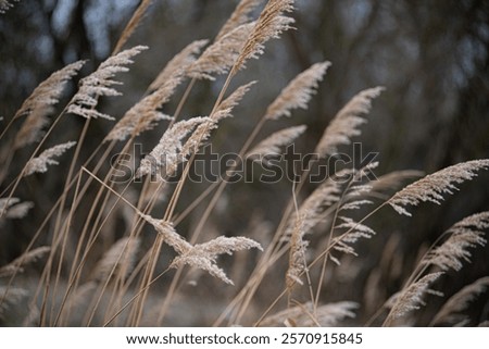 Similar – Image, Stock Photo waving reed