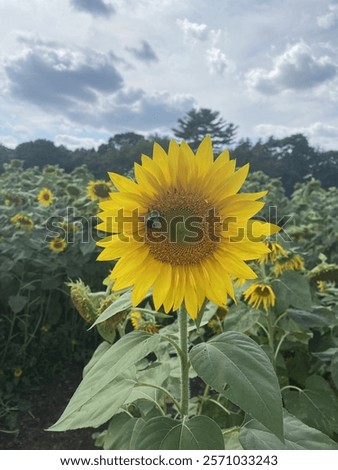 Similar – Image, Stock Photo A bumblebee sits on a flower that is standing in a colourful flower meadow