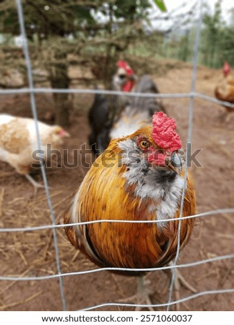 Similar – Foto Bild Hühner hinter dem Zaun in einem Hühnerstall. schwarz-weißes Huhn in kleinem Käfig