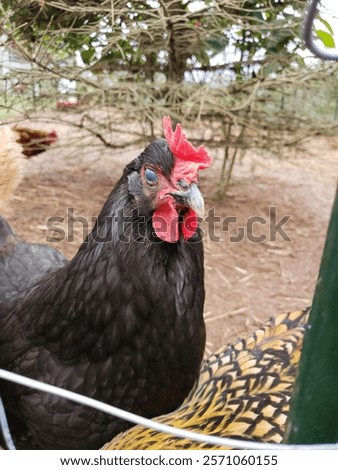 Similar – Foto Bild Hühner hinter dem Zaun in einem Hühnerstall. schwarz-weißes Huhn in kleinem Käfig