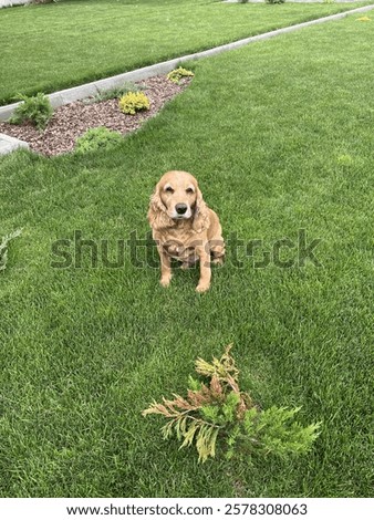 Similar – Image, Stock Photo Adorable Cocker Spaniel outside