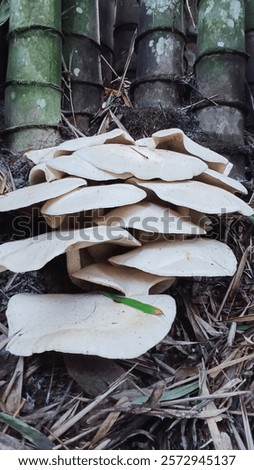 Image, Stock Photo A mushroom was found, which was called the “curly hen”. It lies in a hand. The background is dark.