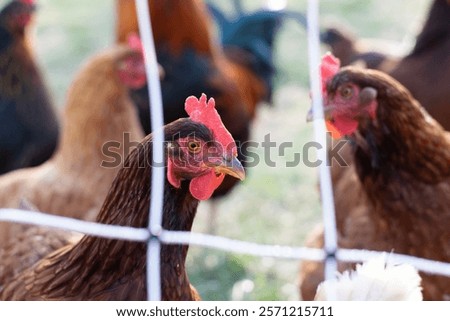 Similar – Foto Bild Hühner hinter dem Zaun in einem Hühnerstall. schwarz-weißes Huhn in kleinem Käfig