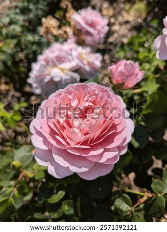 Similar – Image, Stock Photo pink cabbage in a flower vase with strong depth of field