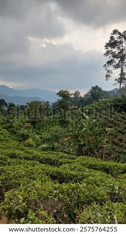 Similar – Image, Stock Photo Mountains and plantations against endless ocean in countryside