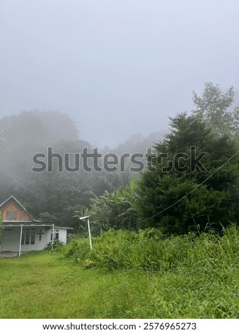 Similar – Image, Stock Photo Overgrown trees in misty woods under gray sky