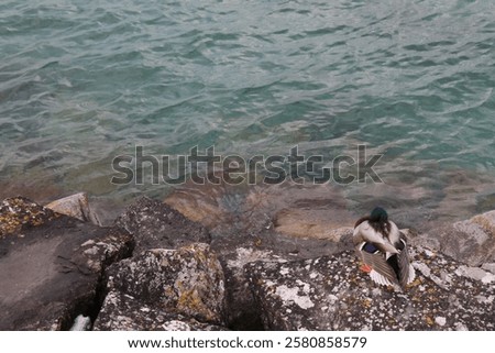 Similar – Image, Stock Photo Mallard on a freshly trimmed pollard willow