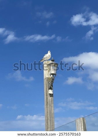 Similar – Image, Stock Photo Seagull on a lantern