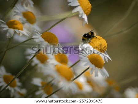 Similar – Image, Stock Photo A bumblebee sits on a flower that is standing in a colourful flower meadow