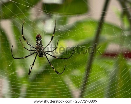 Similar – Foto Bild Spinne inmitten eines Spinnennetzes im Wald an einem bedeckten Tag