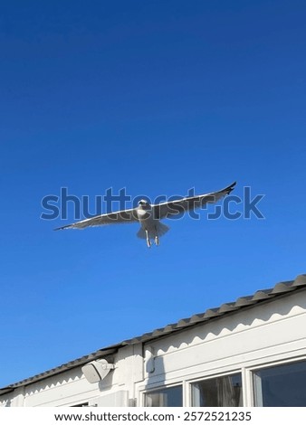 Similar – Image, Stock Photo Gull on the roof Roof