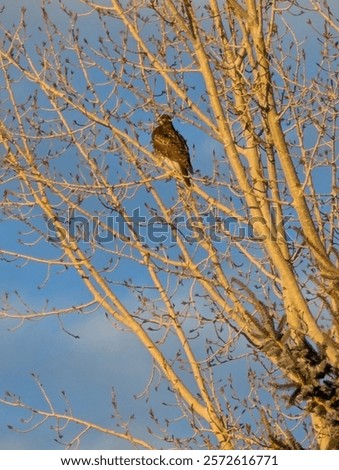 Similar – Image, Stock Photo Hawk sitting on tree branch in forest