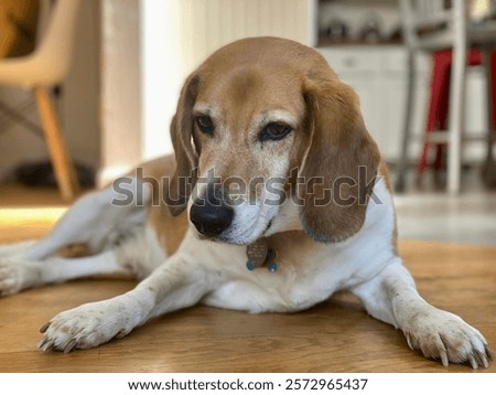 Foto Bild Ein Beagle liegt gemütlich vor dem Ofen