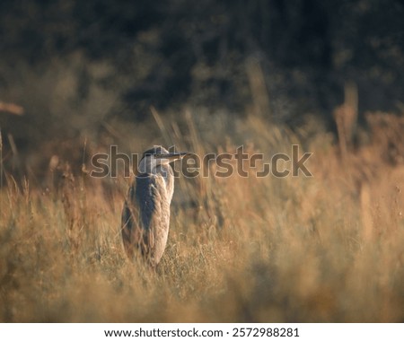 Similar – Image, Stock Photo Grey heron waiting for prey on green pond bank