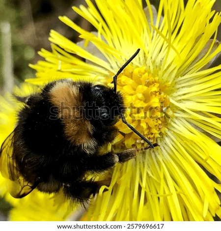 Similar – Image, Stock Photo A bumblebee sits on a yellow flower