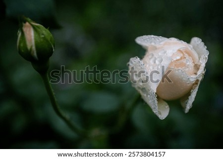 Similar – Foto Bild Rosenpflanze mit Raureif überzogen