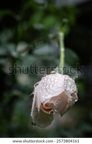 Similar – Foto Bild Rosenpflanze mit Raureif überzogen