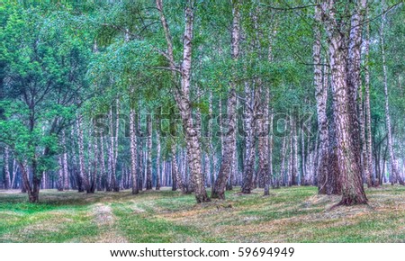 birch trees in a summer forest. HDR (High Dynamic Range)