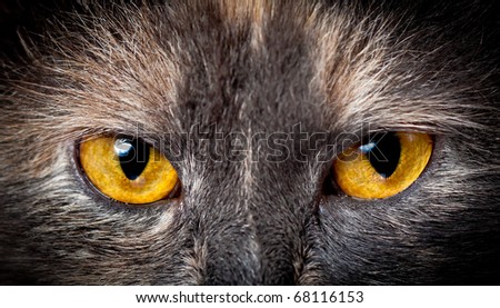 Cat eyes.