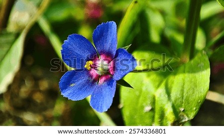 Similar – Image, Stock Photo small blue speedwell flowers