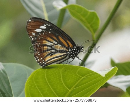 Similar – Image, Stock Photo take a break! Butterfly in rest position