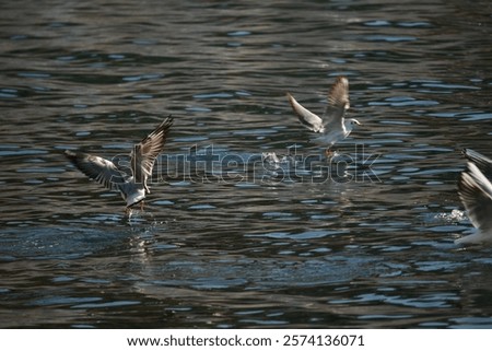 Similar – Seagulls hunting and flying over water