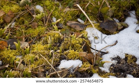 Similar – Image, Stock Photo First heralds of spring