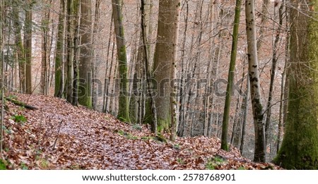 Similar – Foto Bild Mit Schnee und Eis bedeckter Buchenwald in einer nebligen Landschaft in den Bergen Nordspaniens