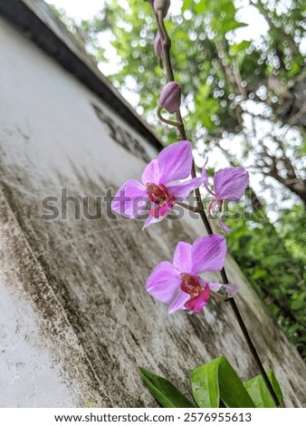 Moon Orchid Environment